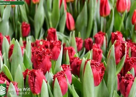 Tulipa Versaci ® (3)